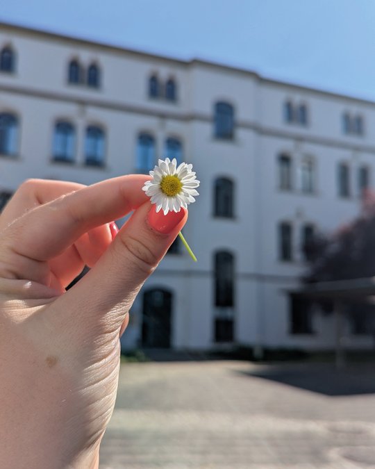 A hand with bright pink nail polish holds a small daisy flower. In the background, a white building with multiple windows and a clear blue sky is visible.