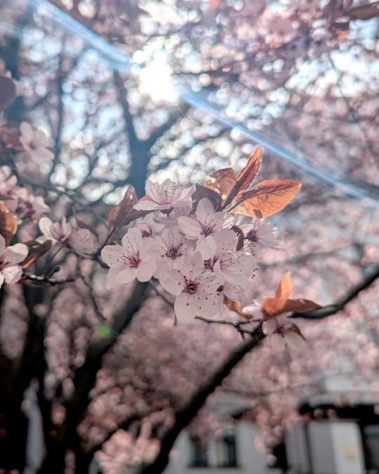 A close-up of delicate cherry blossom flowers, showcasing pale pink petals and dark pink stamens. Fresh brown leaves are visible among the blossoms, and the sunlight filters through the branches, creating a dreamy atmosphere in a park setting.