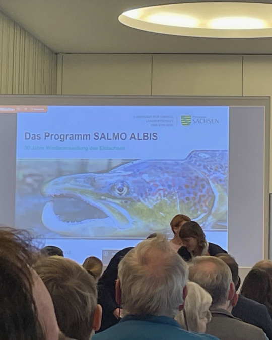 A presentation slide displays the title "Das Programm SALMO ALBIS" with a focus on a detailed image of a fish, likely a trout, prominently featuring its colorful markings. The background suggests a gathering of people listening to a talk related to a fish restoration program.